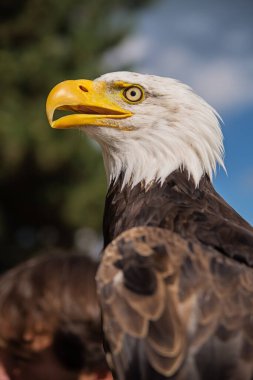 Kel bir kartalın portresi, mavi gökyüzü arka planında