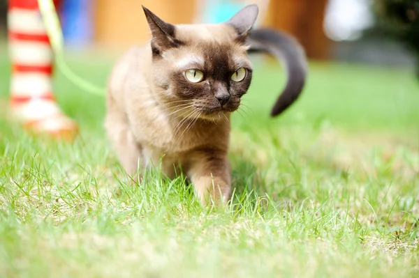Gato birmanês andando na grama verde — Fotografia de Stock
