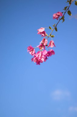 Pink leaves with blue sky background