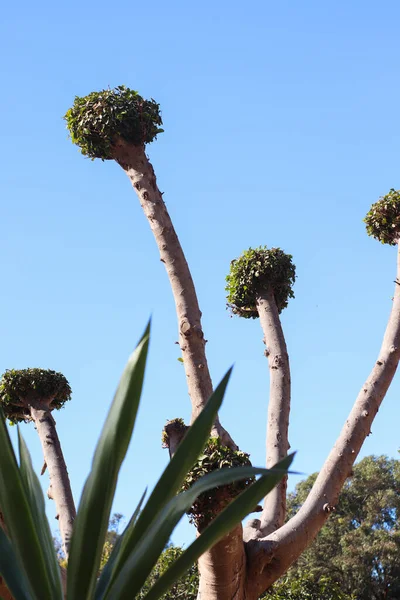 Tree Blue Sky Background — Stock Photo, Image