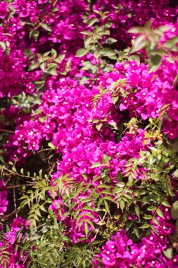 Pink small flowers in the street. Simple flower backgound