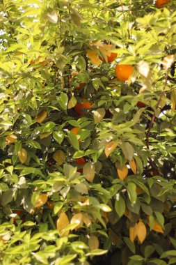 Güneş ışığında portakal ağacı. Basit bitki arkaplanı