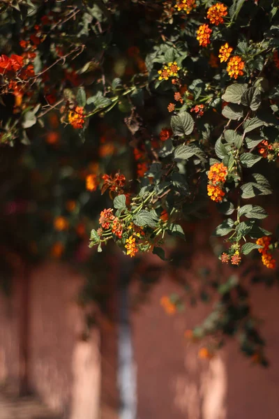Steinmauer Mit Orange Blühenden Baumblüten Bedeckt — Stockfoto