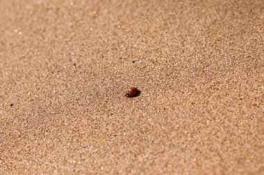 Kumsalda uğur böceği