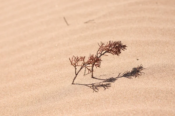 Dead Bush Swallowed Desert Sands — Foto Stock