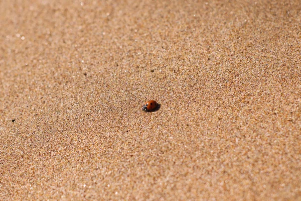 Kumsalda uğur böceği