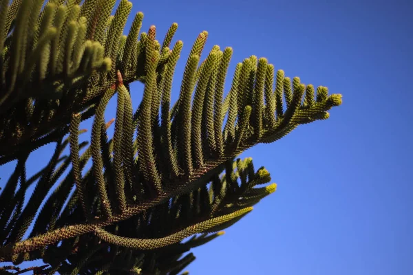 Gün batımında ağaç dalı