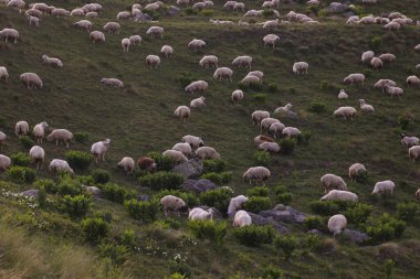 Stepantssminda yakınlarındaki Georgia dağlarında otlayan koyunlar