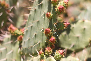 Çiçekli kaktüslerin fotoğrafı.
