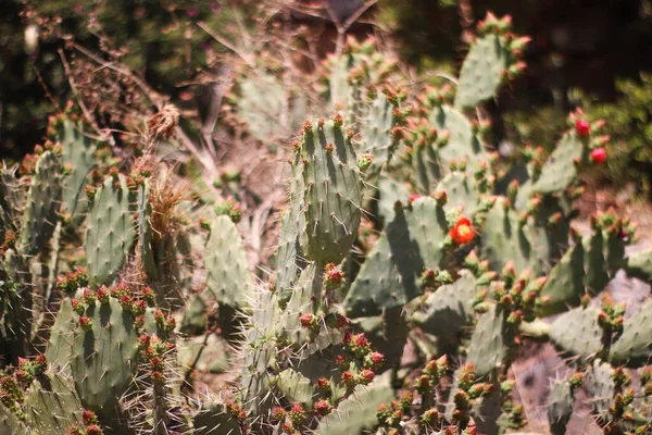Photo Cactus Avec Des Fleurs Gros Plan — Photo