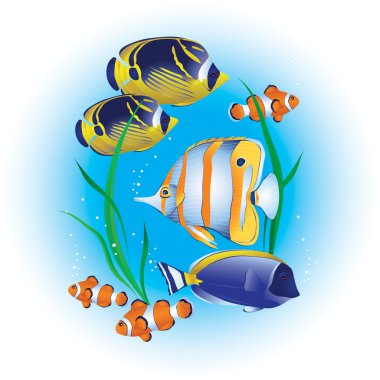 renkli tropikal balık mavi su