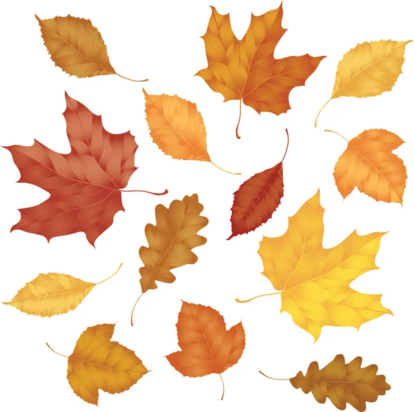 Varias hojas de otoño aisladas sobre fondo blanco — Vector de stock