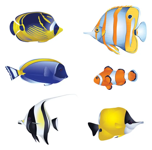 Coloridos peces tropicales aislados sobre fondo blanco — Vector de stock