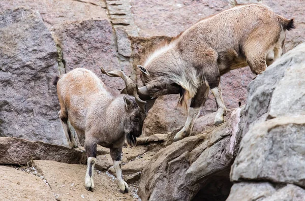 Cabras Com Chifres Parafuso Uma Rocha Imagem De Stock