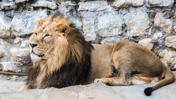 Asian Lion Lies Looks Ahead Royaltyfria Stockbilder