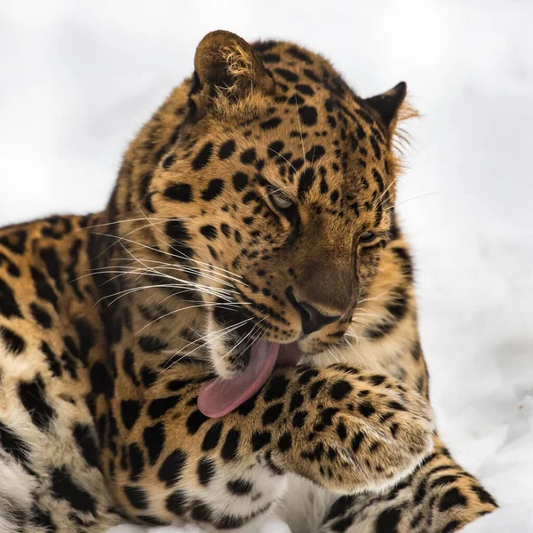 Leopardo Extremo Oriente Neve Fotografias De Stock Royalty-Free