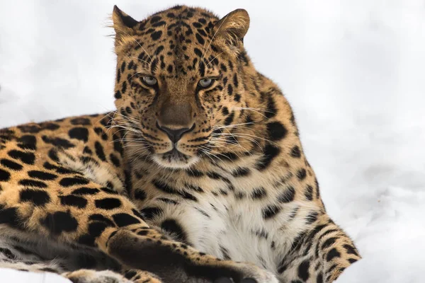Leopardo Extremo Oriente Neve Fotografia De Stock