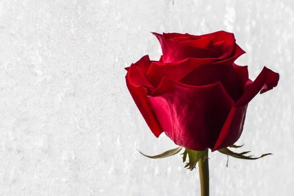 Rote Rose Auf Frostigem Glas — Stockfoto
