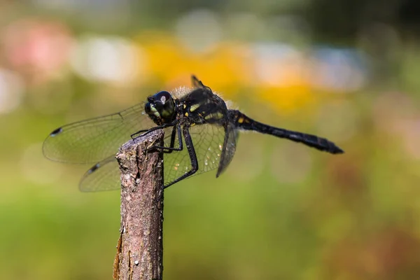 Dragonfly Holding Dry Twig — Stock Photo, Image