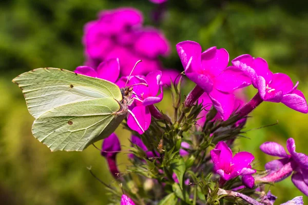 Bir Kelebek Çiçeğin Üzerinde Oturur Telifsiz Stok Imajlar