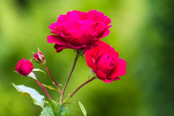 Красные Розы Саду Стоковое Изображение
