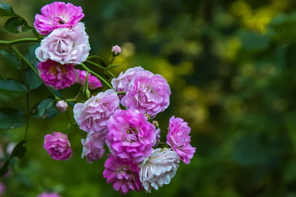 Розовые Белые Розы Саду Лицензионные Стоковые Фото
