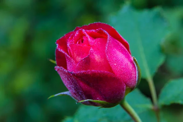 Rosa Vermelha Com Gotas Água Imagem De Stock