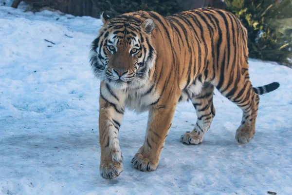 Амурский Тигр Снегу Лицензионные Стоковые Фото