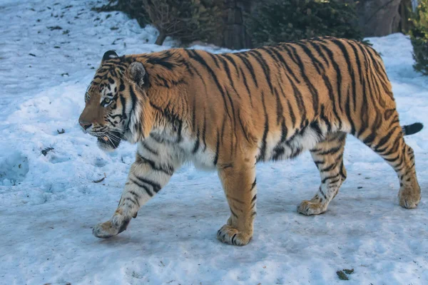 Amur Sibirisk Tiger Snö Stockbild