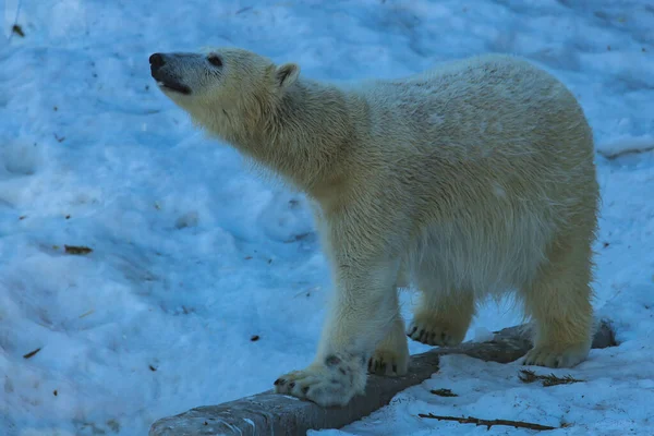 Urso Polar Neve Fotografia De Stock