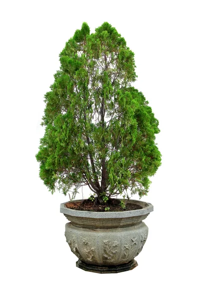 Зелене дерево ізольовано на білому — стокове фото