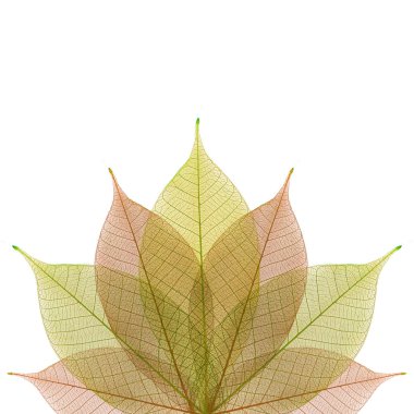 iskelet yaprak arka plan