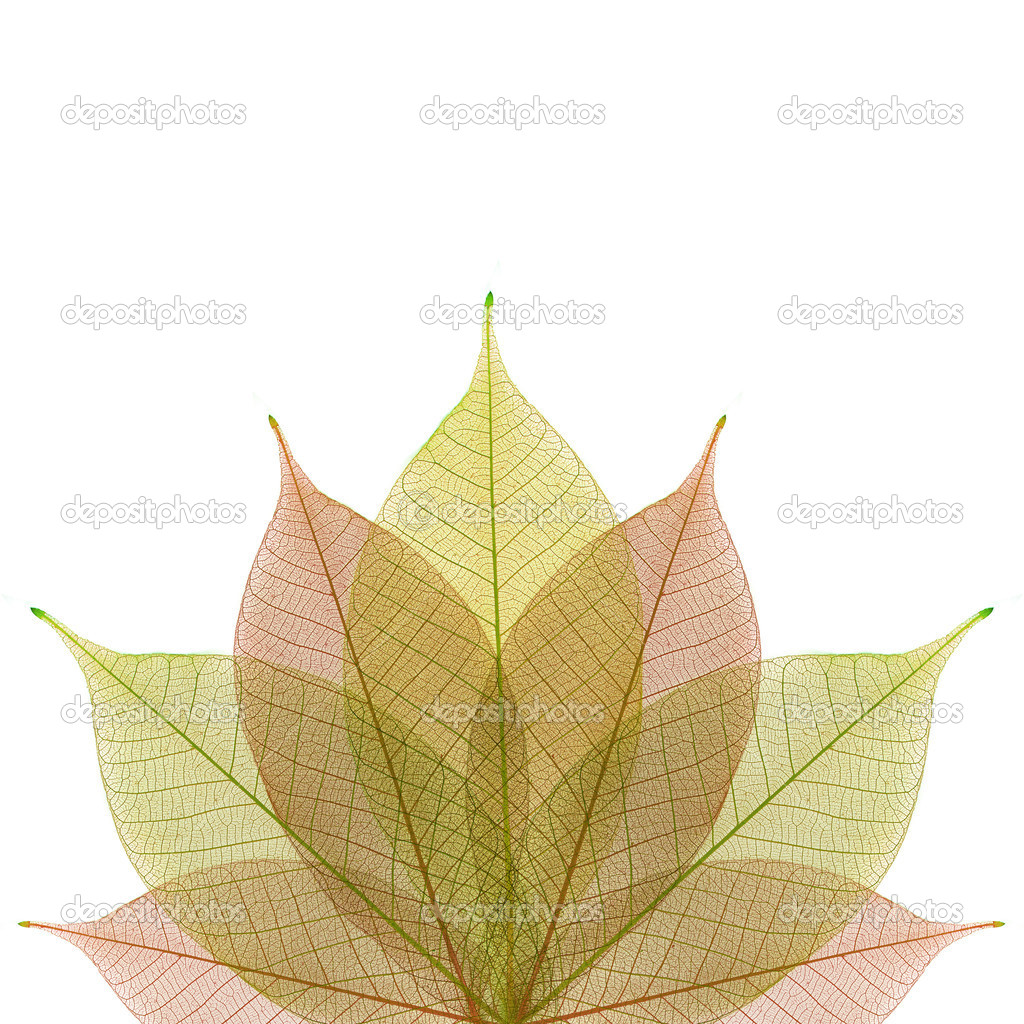 Skeleton leaf abstract background