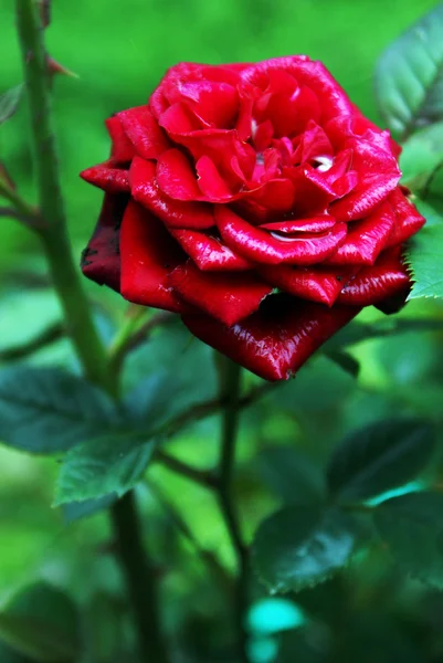 Дикая роза — стоковое фото