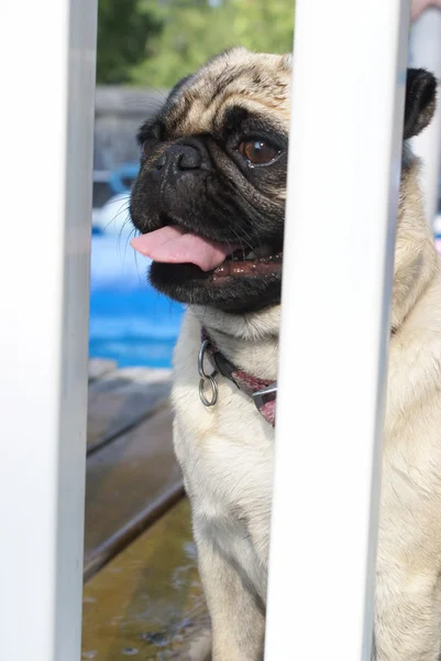 Pug at the Fence — Stock Photo, Image