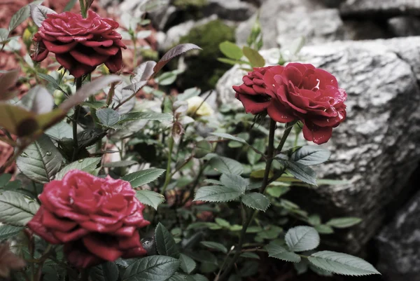 Rosas silvestres — Foto de Stock