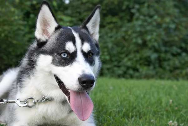 Siberian Husky — Stock Photo, Image