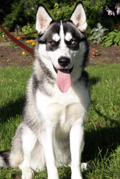 Siberian Husky — Stock Photo, Image