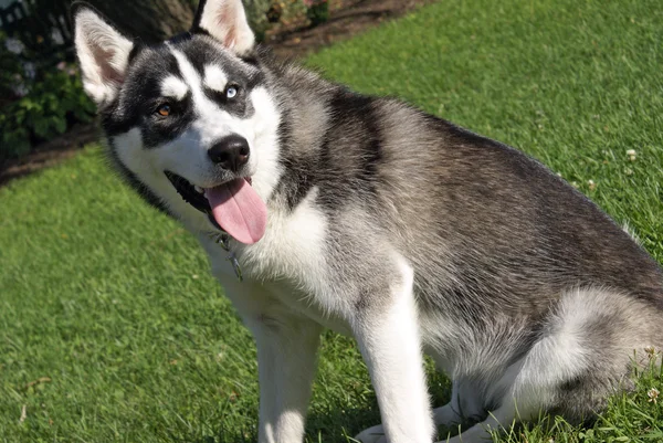 Siberian Husky — Stock Photo, Image