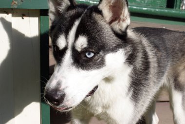 Siberian dış yapraklar