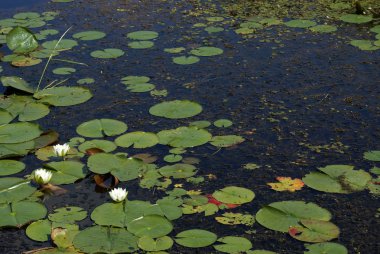 Swampland lilyum