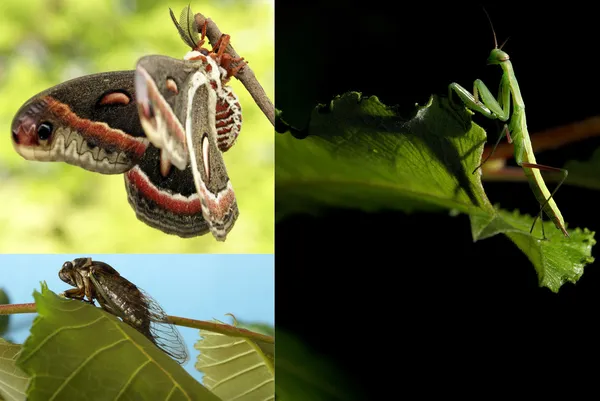 Collage de insectos —  Fotos de Stock