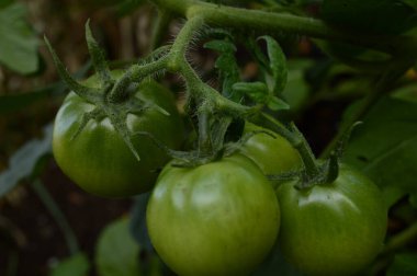 Bir demet taze sarmaşık Domatesleri toplamaya ve olgunlaşmaya hazır.