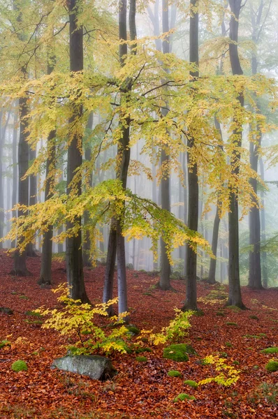 Pădurea cețoasă — Fotografie, imagine de stoc