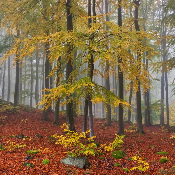 Mistige bos — Stockfoto