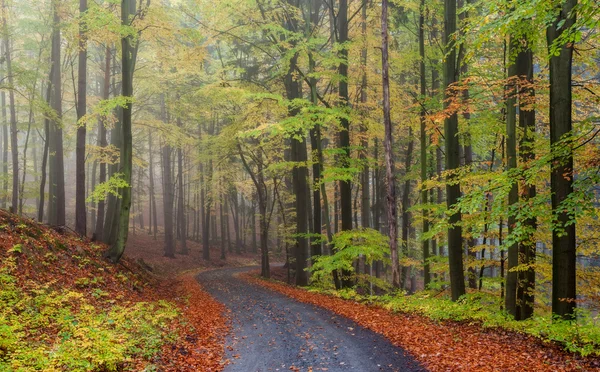 Forêt brumeuse — Photo