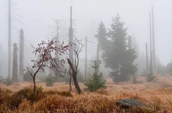 Toter Wald — Stockfoto