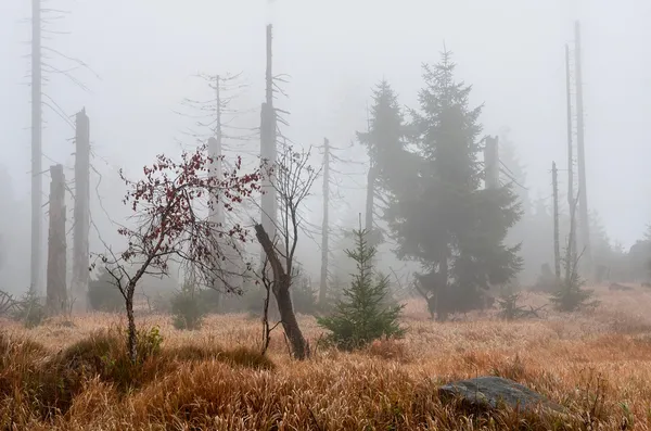Dead Forest — Stock Image Dead Forest Stock Photo