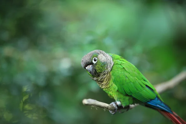 Suspicious bird — Stock Photo, Image