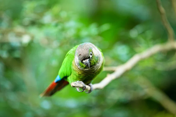 Staring green parrot — Stock Photo, Image